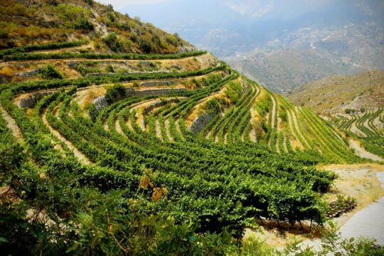 Vino Venture: Explore With A Local - Troodos Mountains thru Wine!