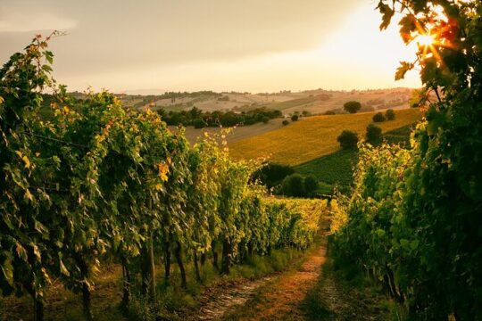 Peloponnesian Delights: Nemea Wines & Nafplio's Beauty