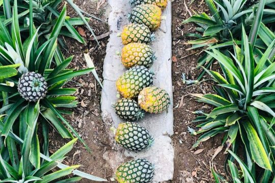 Private Pineapple Wine tasting and tour