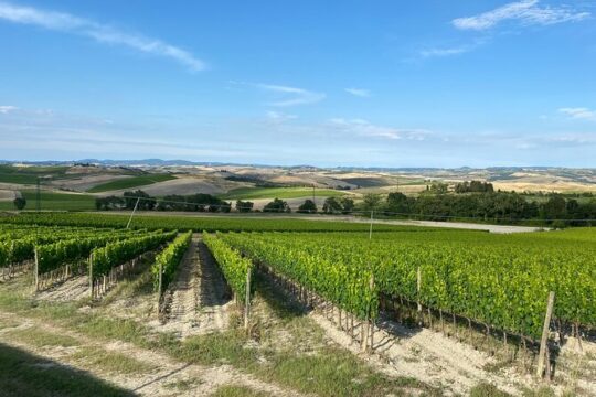 Day of Tastings in the Land of Super Tuscans from Lucca
