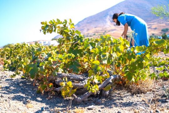Santorini Private Wine Tour