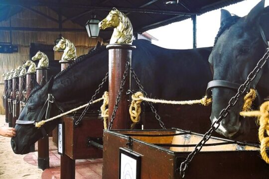 Private Day Tour in: Tagus River , olive oil , wine and Horses