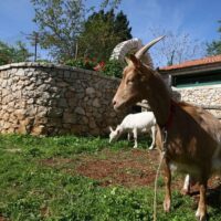 Shore Excursions