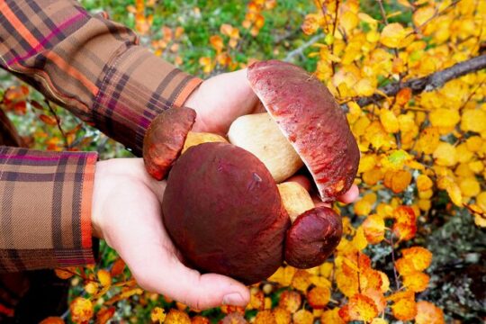 Mushroom Hunting in a National Park