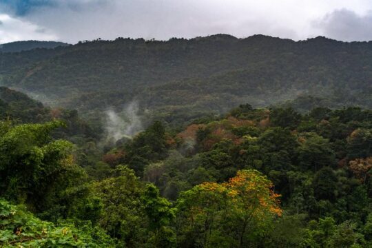 Rainforest Tour