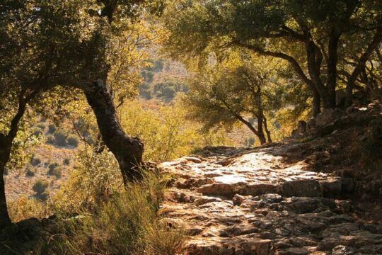 Road-trip to Lasithi: Zeus Cave, Vidiani, Krasi, &Olive Mill Farm