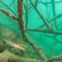 Scuba Diving