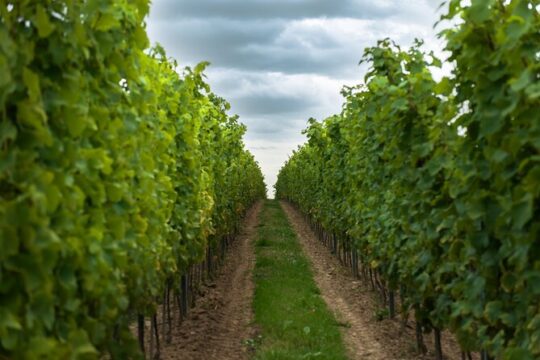 Private Wine Tasting at Vineyard From Krakow