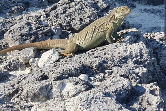 Clear Bottom Kayaks Mangrove and Iguana Tour