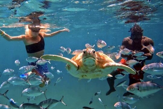 Harbour Lights-Chair &Turtle Shipwreck Snorkel Tour(10:30-1:30pm)