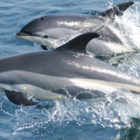 Dolphin & Whale Watching