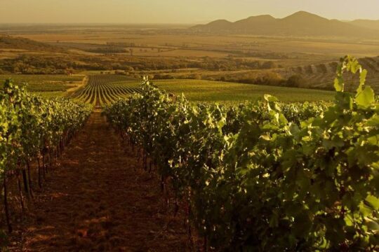 Grand Wine Tasting Tour of Eger and Tokaj