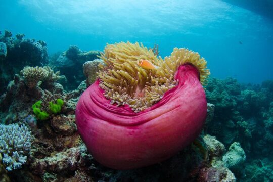 2-Day Snorkeling Experience - Great Barrier Reef Twin Share Cabin
