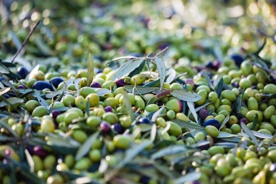 Exclusive Wine and Olive Oil Tasting Tour with Lunch in Archanes