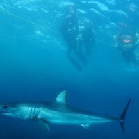 Shark Diving