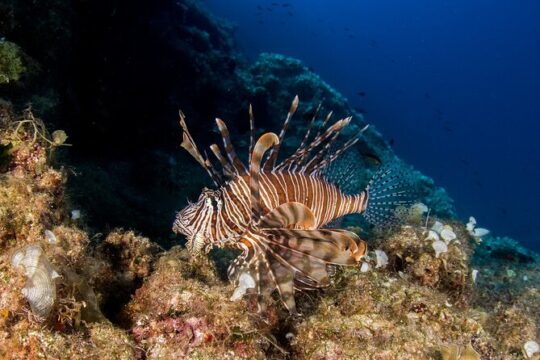 Marine Biology 2 dives in Plakias Crete for Certified Divers