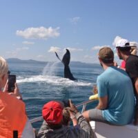 Cruises, Sailing & Water Tours