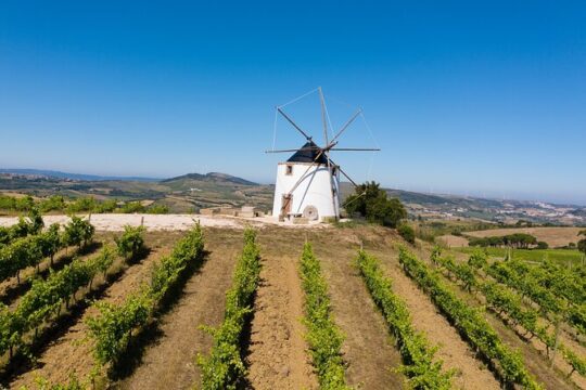 Winemaker for a day Tour from Lisbon