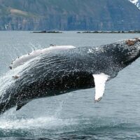 Cruises, Sailing & Water Tours