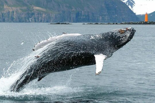 100% Whale Watching