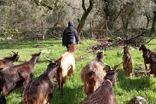 From Pasture to Plate: Immersive Goat Cheese Production