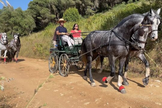 Horse Carriage Tour on the Mountain in Palmela