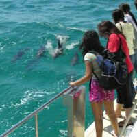 Catamaran Cruises