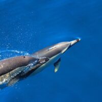 Swim with Dolphins