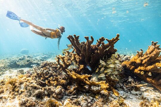 Snorkel Paradise Cancun 6 in 1 with Turtles and transfer
