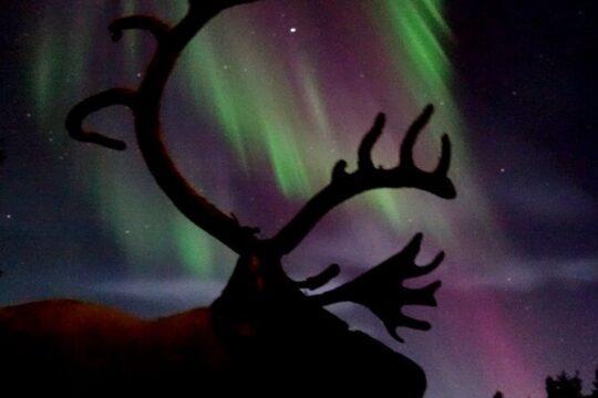Northern Lights with Reindeer Sleigh Ride in Jukkasjärvi