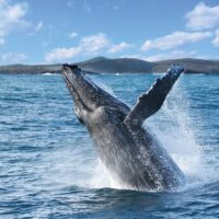 Boat Tours