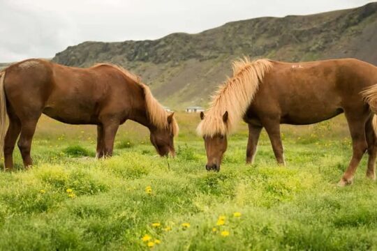 Horse Riding Tour in Reykjadalur (Smoky Valley)-All Riding Levels