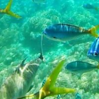 Glass Bottom Boat Tours