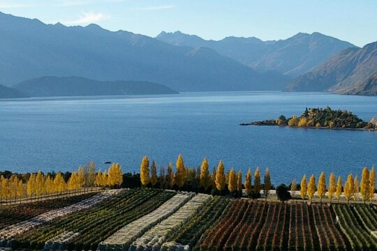 Classic Wanaka Wine Tour