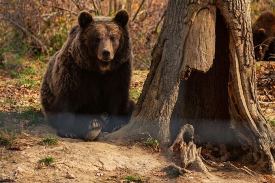 Private Day Tour: Explore Dracula's Castle and the Bear Sanctuary