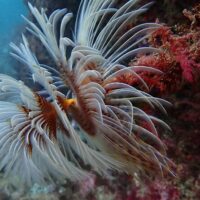 Scuba Diving