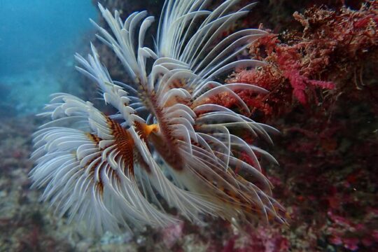 Try Scuba Diving in Arrabida Natural Park (Near Lisbon) with pictures