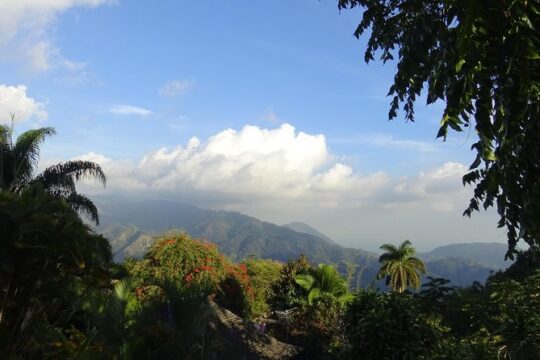 Blue Mountain Coffee and Sightseeing Tour