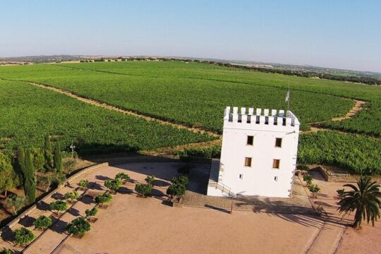 Private Wine & Food Tour in Alentejo