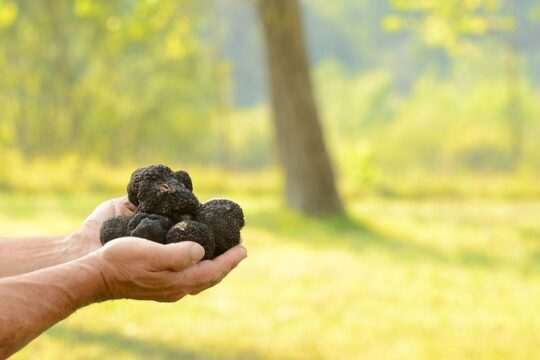 Truffle Hunting in the Woods of Istria and Wine Tasting with Alex