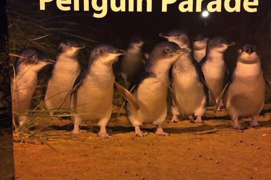 Private Penguin Tour includes Tour Guide & Premium View Tickets
