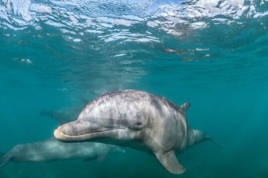 Dolphin Watching Half-Day Cruise from Lagos