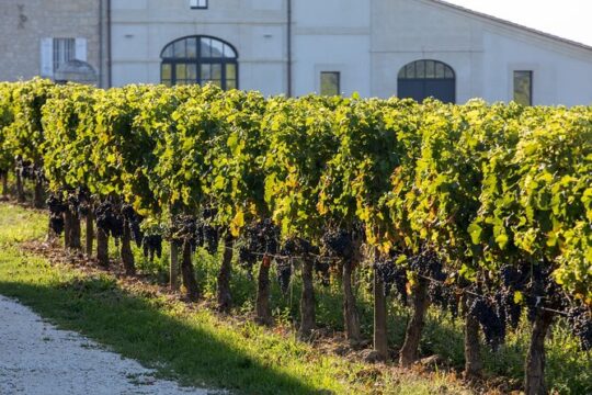 Full Day Private Nemea Wine Tour Experience from Athens
