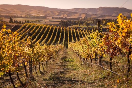 Waipara Wine Trail Afternoon Tour from Christchurch