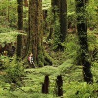 Shore Excursions
