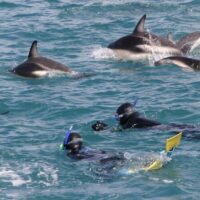 Cruises, Sailing & Water Tours