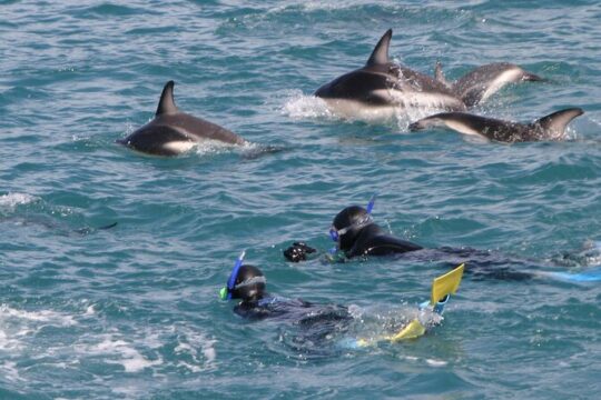 Kaikoura Whale and Dolphin Overnight Tour from Christchurch