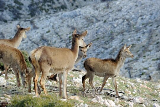 Mount Parnitha and Bafi Refuge Half Day Private Tour Van