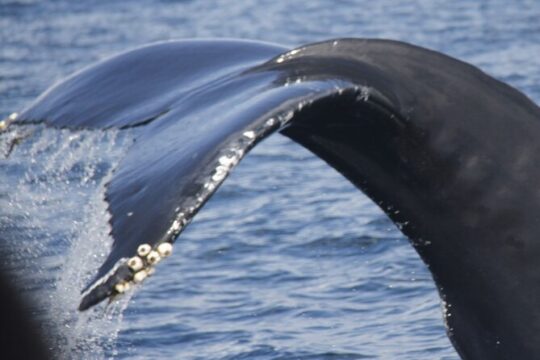 Whale and Dolphin Watching on Tercera Island