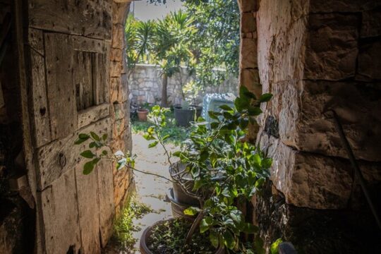 e-Bike tour in Locorotondo, oil mill visit and EVO oil tasting